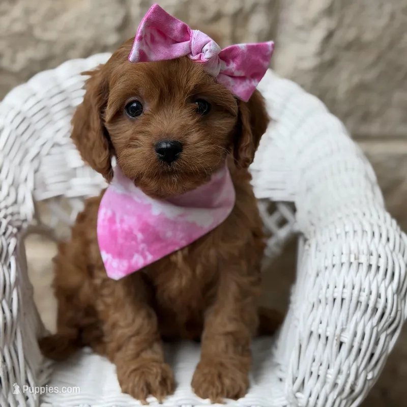 Rylee – Cavapoo puppy for sale in Dallas, TX