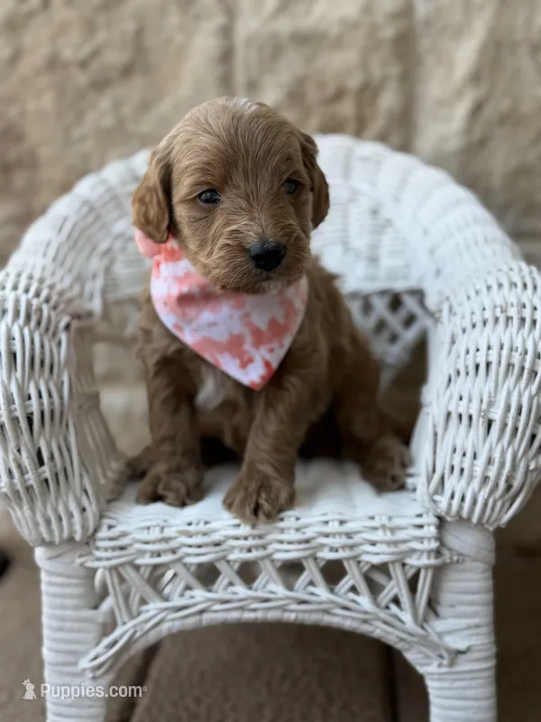 Lynal – Miniature Goldendoodle puppy for sale in Dallas, TX
