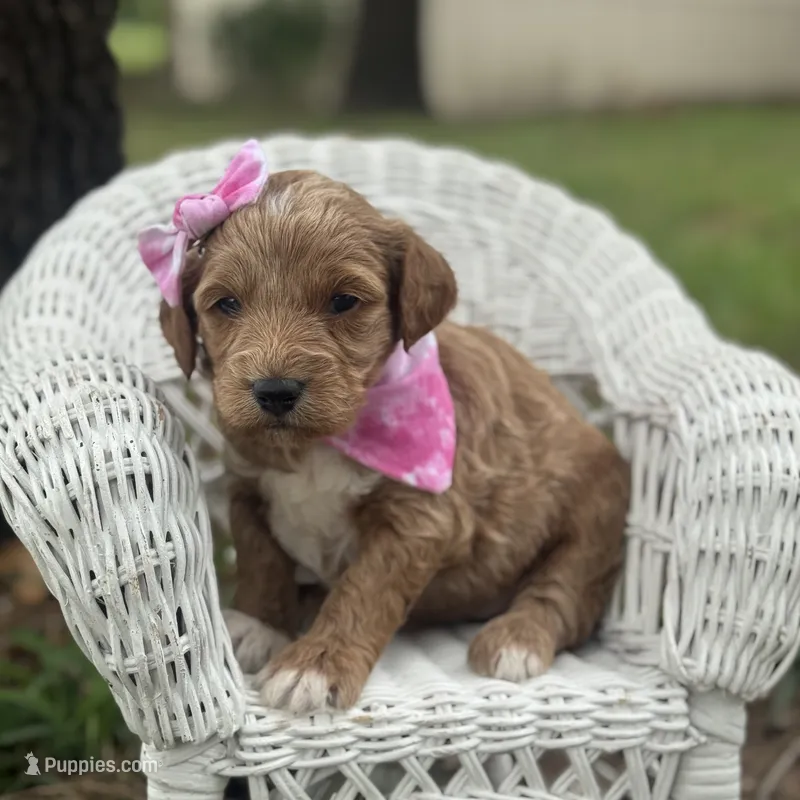 Teaghan – Miniature Goldendoodle puppy for sale in Fort Worth, TX