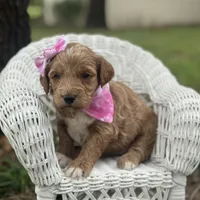 Teaghan, a female Miniature Goldendoodle for sale in Fort Worth, TX – 1 of 1