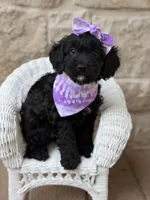 Daisy, a female Cockapoo for sale in Dallas, TX – 2 of 2