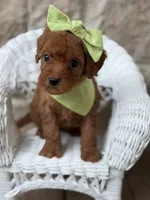 Shelly, a female Cavapoo for sale in Fort Worth, TX – 2 of 5