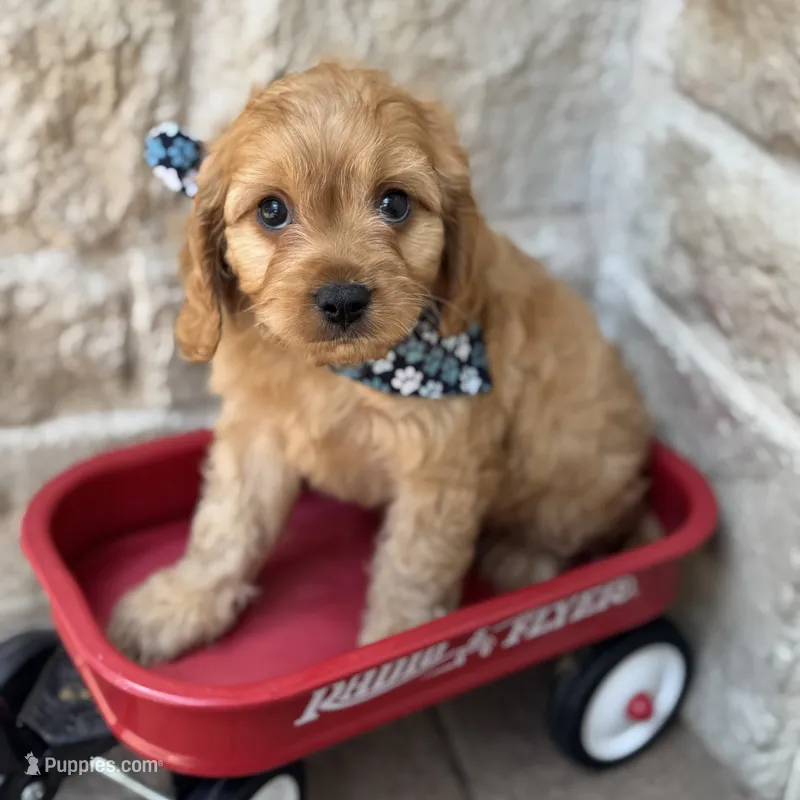 Lenny – Cavapoo puppy for sale in Dallas, TX