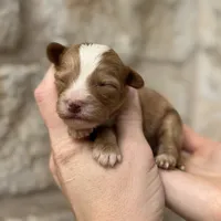 Freddie, a male Cavapoo for sale in Fort Worth, TX – 2 of 2