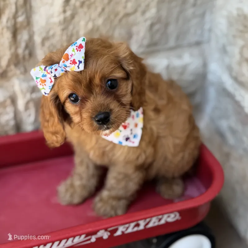 Lola – Cavapoo puppy for sale in Dallas, TX