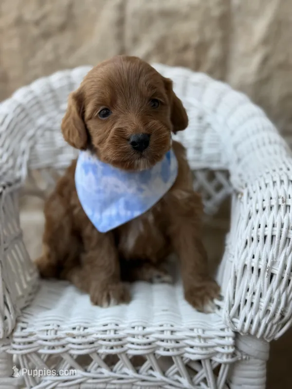 Lucas – Miniature Goldendoodle puppy for sale in Dallas, TX