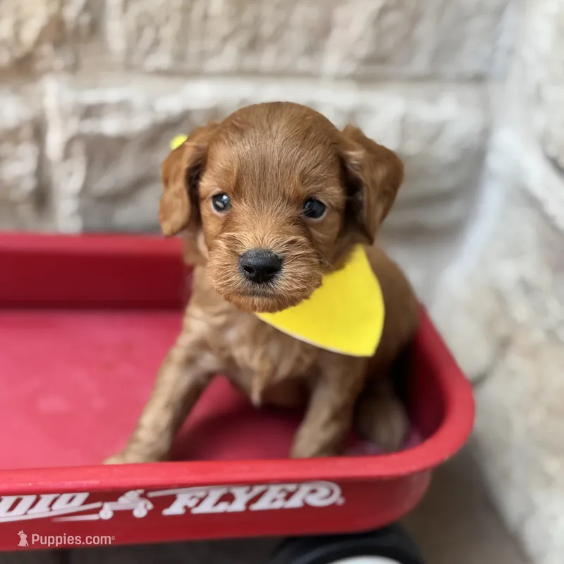 Sammy – Cavapoo puppy for sale in Dallas, TX