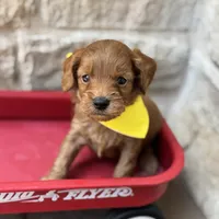 Sammy, a male Cavapoo for sale in Dallas, TX – 1 of 2