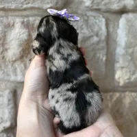 Noodle, a female Miniature Dachshund for sale in Fort Worth, TX – 2 of 3