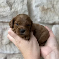 Sammy, a male Cavapoo for sale in Dallas, TX – 2 of 2