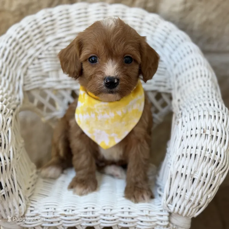 Fabian – Cavapoo puppy for sale in Fort Worth, TX