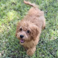 Shelly, a female Cavapoo for sale in Fort Worth, TX – 3 of 9