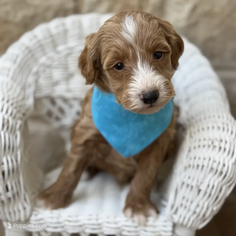 Gus – Miniature Goldendoodle puppy for sale in Fort Worth, TX