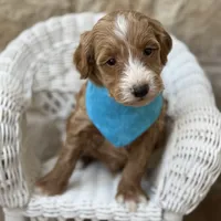 Gus, a male Miniature Goldendoodle for sale in Fort Worth, TX – 1 of 1