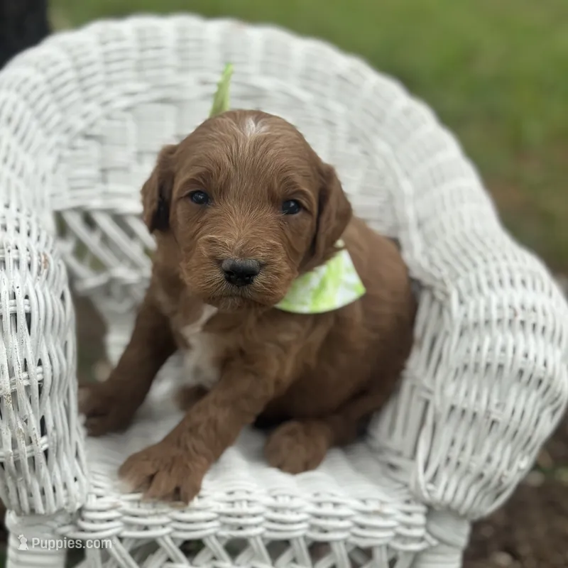 Toby  – Miniature Goldendoodle puppy for sale in Fort Worth, TX