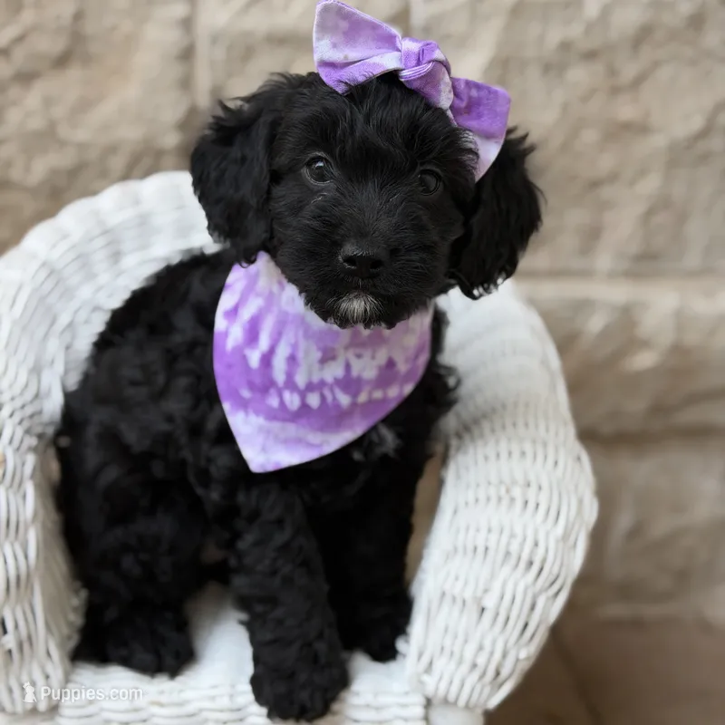 Daisy – Cockapoo puppy for sale in Dallas, TX
