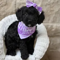 Daisy, a female Cockapoo for sale in Dallas, TX – 1 of 2