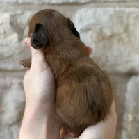 Longfellow, a male Miniature Dachshund for sale in Fort Worth, TX – 2 of 2