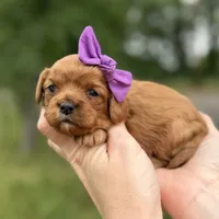 Lola, a female Cavapoo for sale in Dallas, TX – 1 of 1
