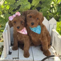Freddie Mini, a male Miniature Goldendoodle for sale in Fort Worth, TX – 2 of 2