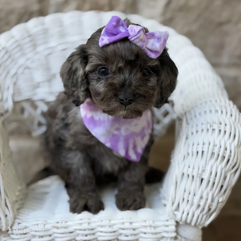 Marie – Cavapoo puppy for sale in Dallas, TX