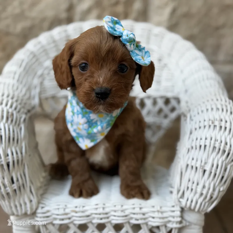 Delilah – Cavapoo puppy for sale in Fort Worth, TX