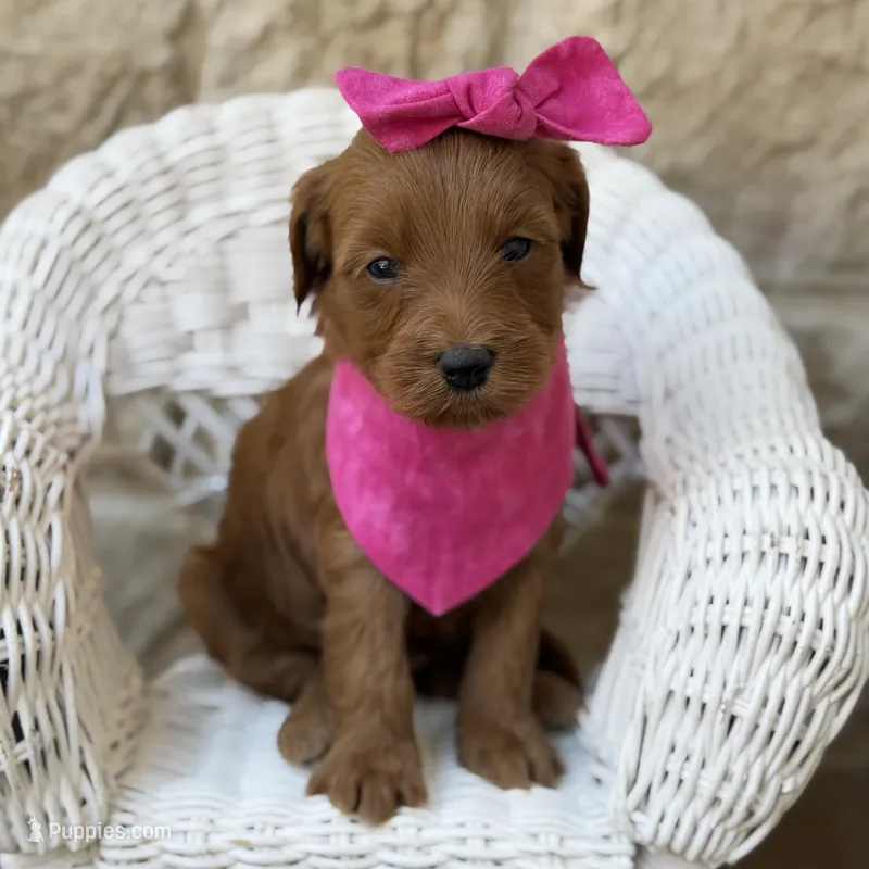 Ginny – Miniature Goldendoodle puppy for sale in Fort Worth, TX