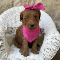 Ginny, a male Miniature Goldendoodle for sale in Fort Worth, TX – 1 of 1