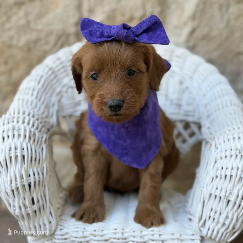 Gidget – Miniature Goldendoodle puppy for sale in Fort Worth, TX