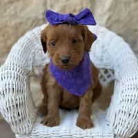Gidget, a male Miniature Goldendoodle for sale in Fort Worth, TX – 1 of 1