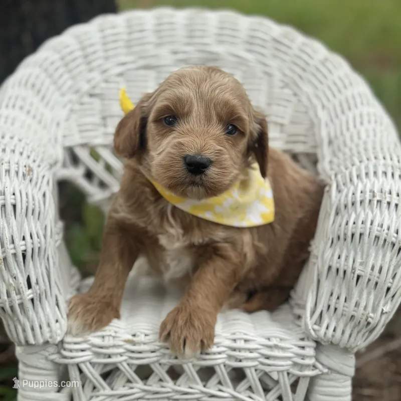 Toad – Miniature Goldendoodle puppy for sale in Fort Worth, TX