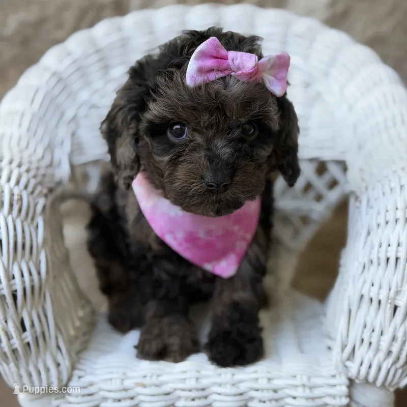Misty – Cavapoo puppy for sale in Dallas, TX