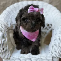 Misty, a female Cavapoo for sale in Dallas, TX – 1 of 1