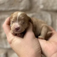 Fido, a male Cavapoo for sale in Fort Worth, TX – 2 of 2