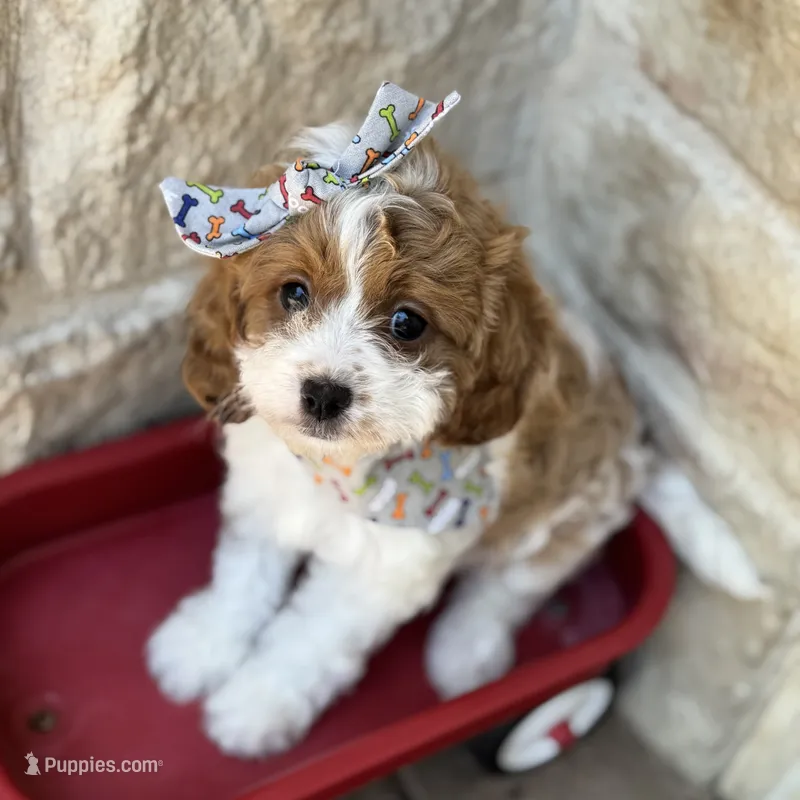 Lulu – Cavapoo puppy for sale in Dallas, TX
