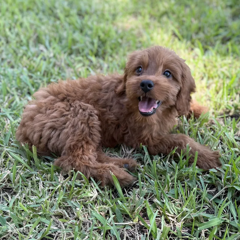 Faye – Miniature Goldendoodle puppy for sale in Fort Worth, TX