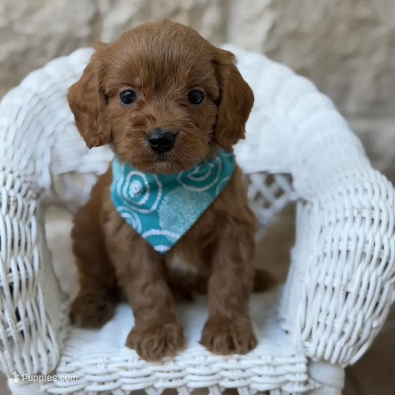 Dallas – Cavapoo puppy for sale in Fort Worth, TX