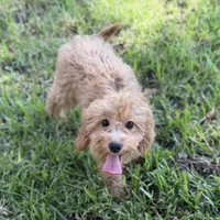 Sally, a female Cavapoo for sale in Fort Worth, TX – 2 of 6