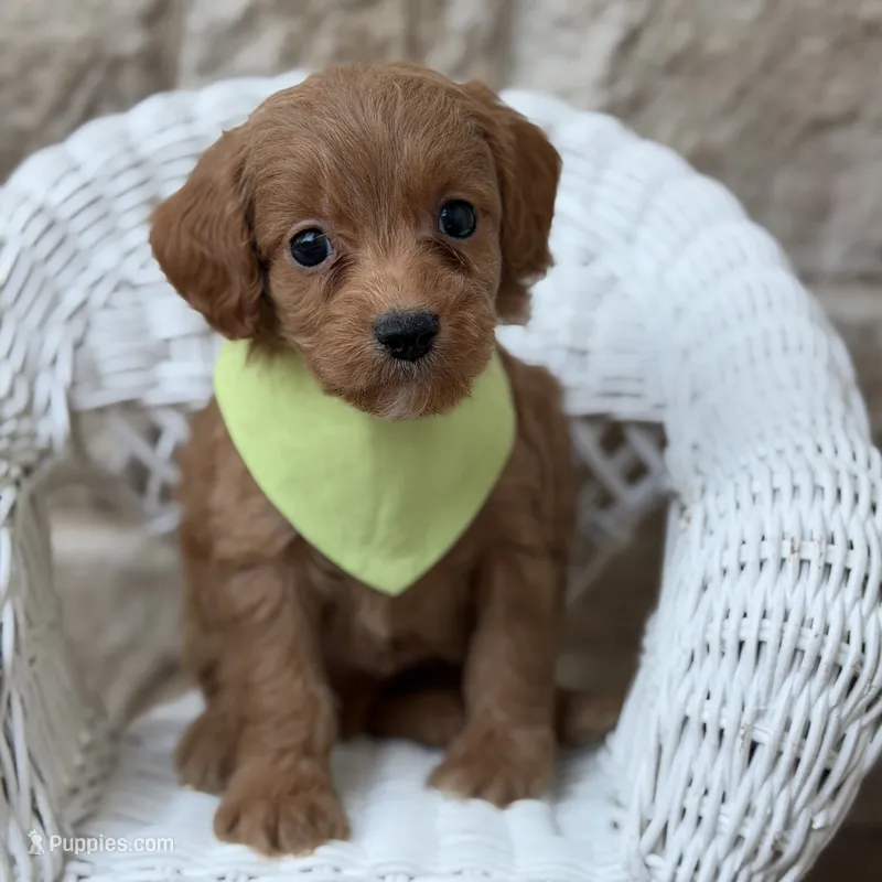 Samuel  – Cavapoo puppy for sale in Dallas, TX