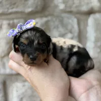 Noodle, a female Miniature Dachshund for sale in Fort Worth, TX – 1 of 3