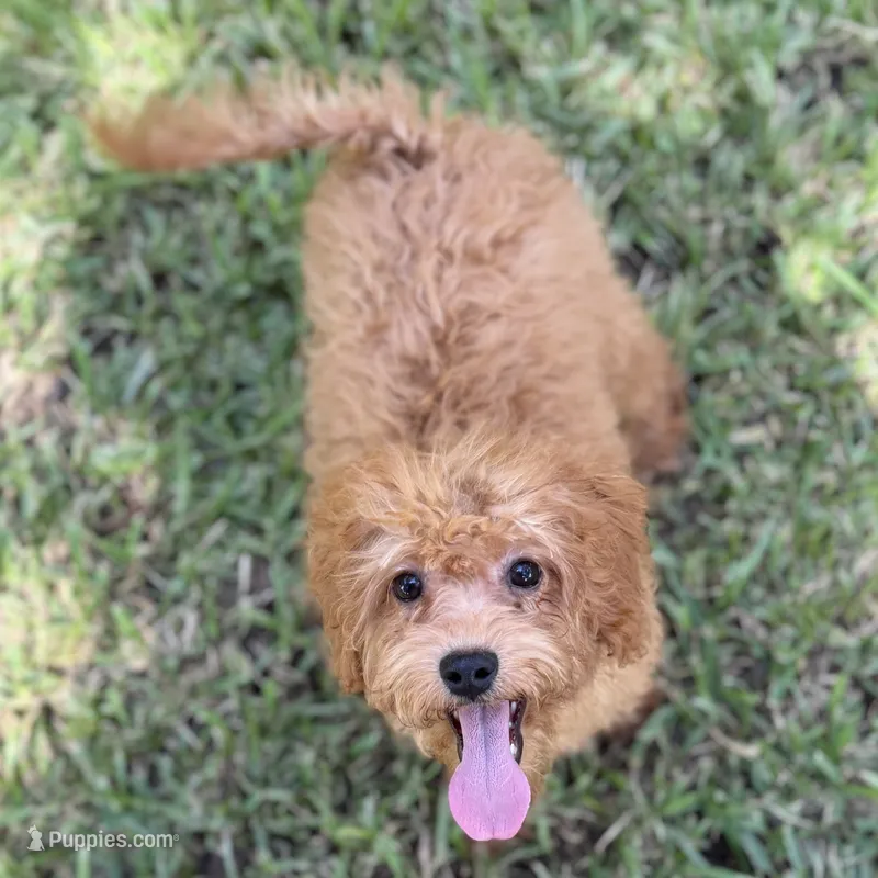 Shelly – Cavapoo puppy for sale in Fort Worth, TX