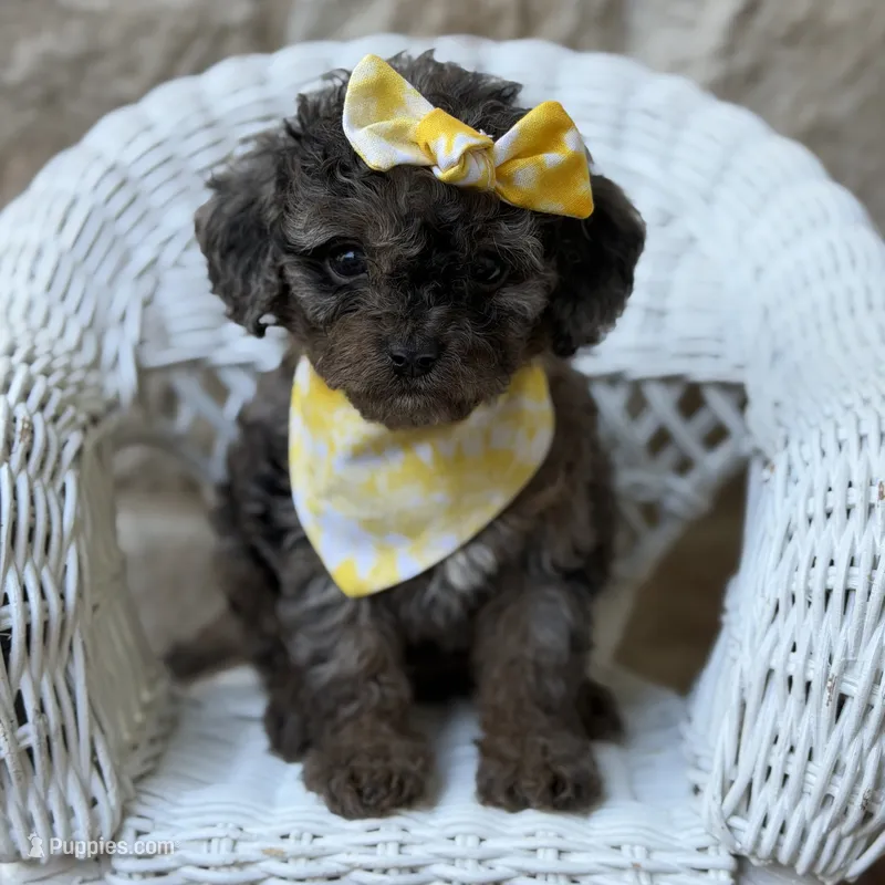 Molly – Cavapoo puppy for sale in Dallas, TX