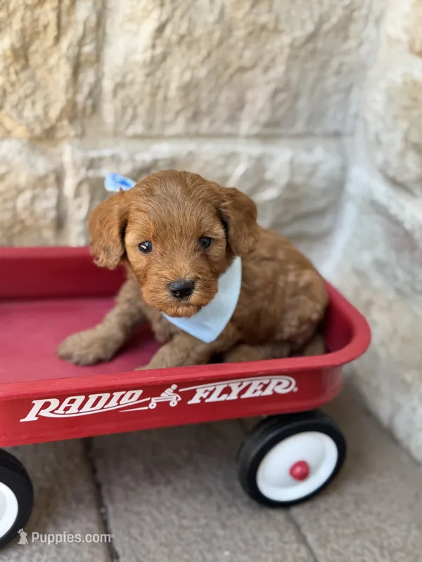 Shaun  – Cavapoo puppy for sale in Dallas, TX