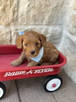 Shaun , a male Cavapoo for sale in Dallas, TX – 1 of 3