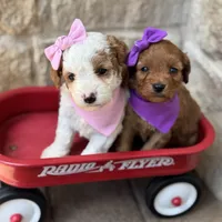 Shay, a female Cavapoo for sale in Dallas, TX – 2 of 4