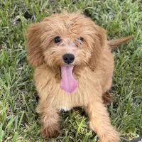 Sally, a female Cavapoo for sale in Fort Worth, TX – 3 of 6