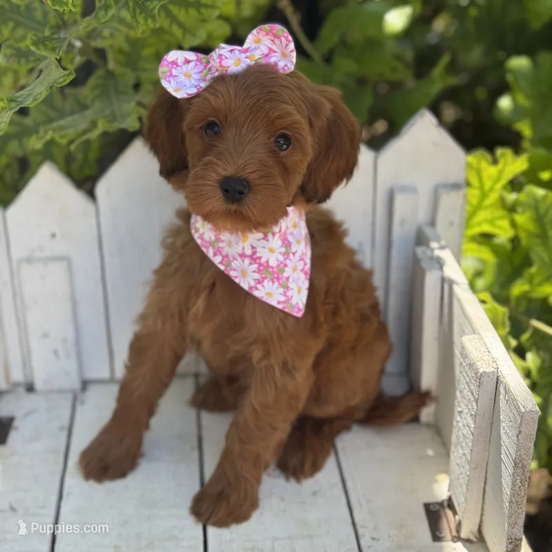Faye – Miniature Goldendoodle puppy for sale in Fort Worth, TX