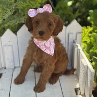 Faye, a female Miniature Goldendoodle for sale in Fort Worth, TX – 1 of 2