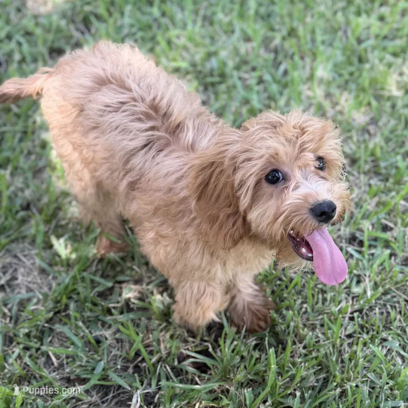 Sally – Cavapoo puppy for sale in Fort Worth, TX
