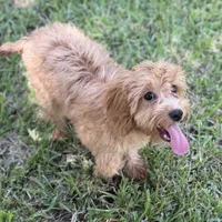 Sally, a female Cavapoo for sale in Fort Worth, TX – 1 of 6